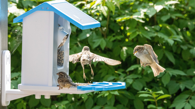 Three birds sitting on a birdfeeder, eating