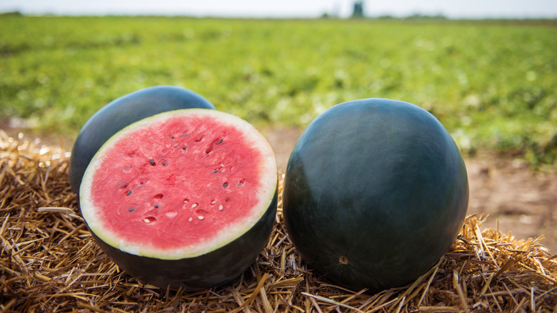 Halved and whole Black Diamond watermelons outside.