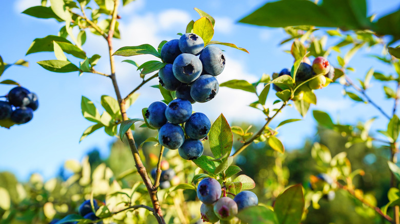 A blueberry bush.