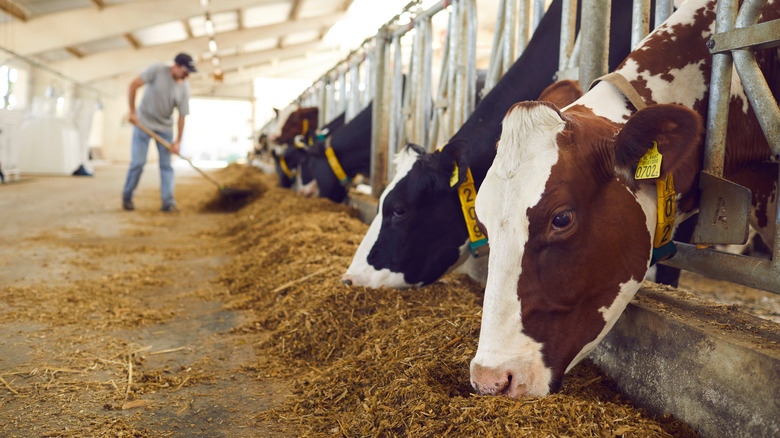 cows eating in livestock enclosure