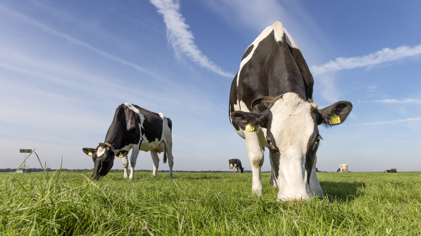 <a href="https://www.foodrepublic.com/2213276/how-much-beef-expect-buying-half-cow/" target="_blank">Buying A Half Cow? Here’s How Much Beef You Can Expect To Get</a>