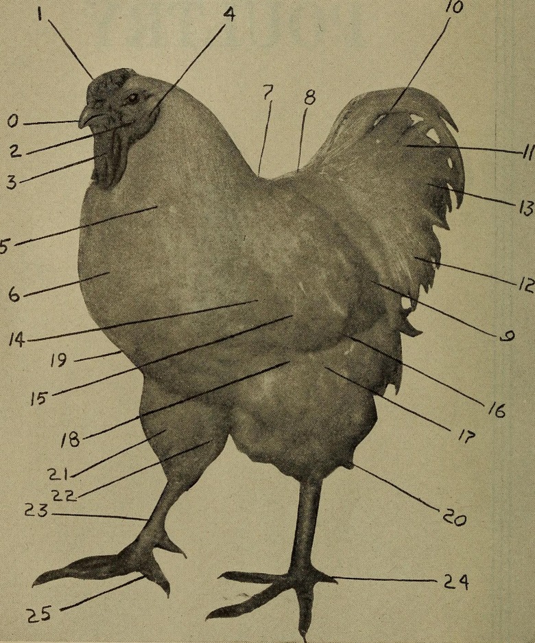PoultryDiagram