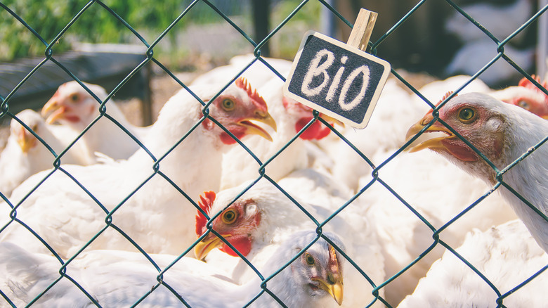 organic chicken farm