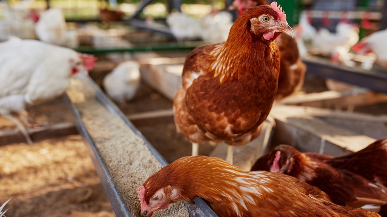 free-range chicken farm