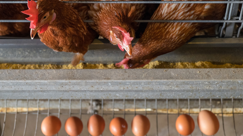 eggs from chickens in cages
