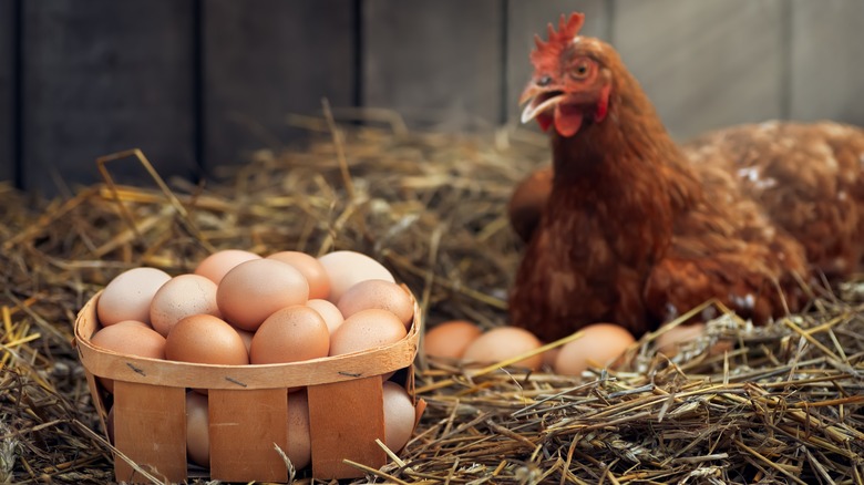 Chicken with egg basket
