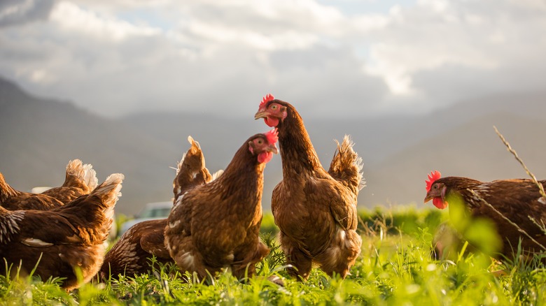 free-ranging chickens
