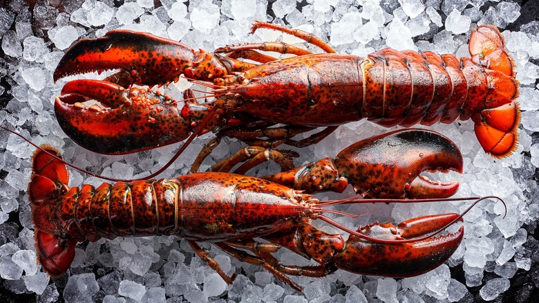Two lobsters on ice