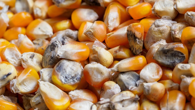 Popcorn kernels with mold