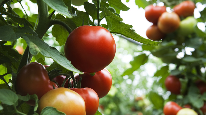 Red tomatoes on leafy plant