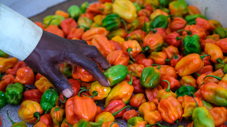 scotch bonnet peppers