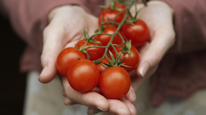 Holding ripe red tomatoes 