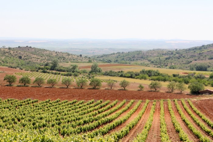 A generations-old vineyard of Grandes Vino y Viñedos, leading brand of the Cariñena Denomination of Origin
