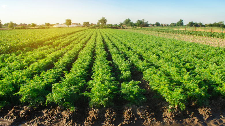 field of growing carrots