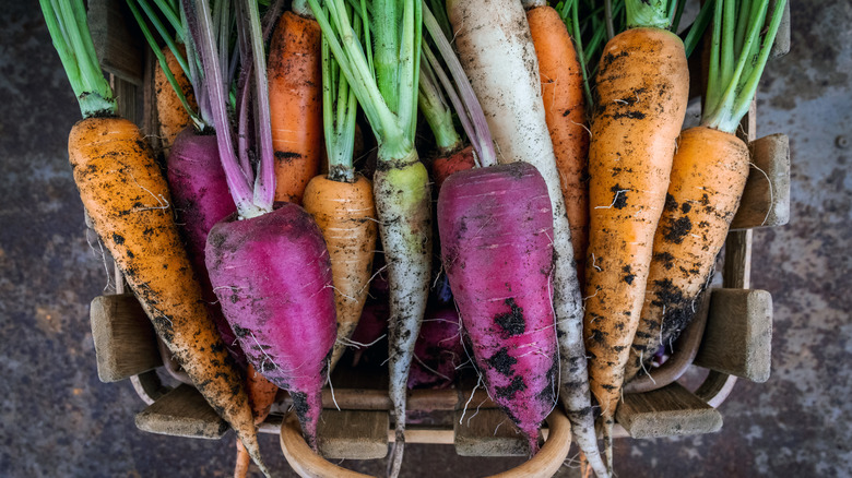freshly harvested rainbow carrots