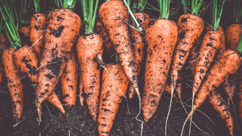 freshly harvested carrots on ground