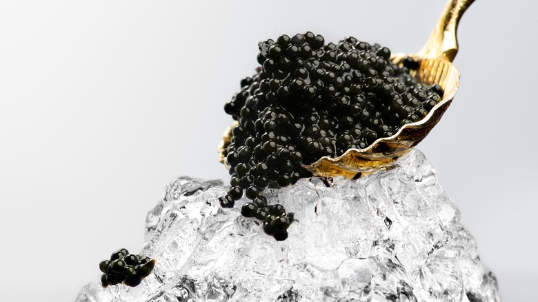 Beluga caviar spooned onto rock ice