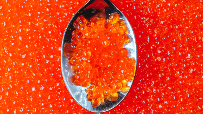 A spoonful of bright orange fish roe