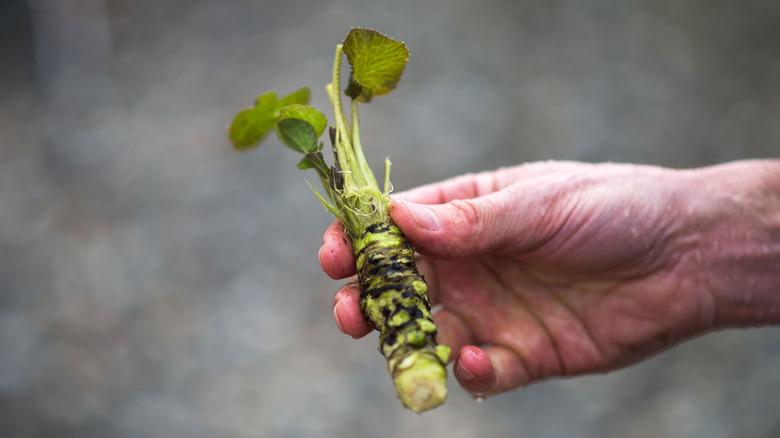 Woman holding wasabi rhizome