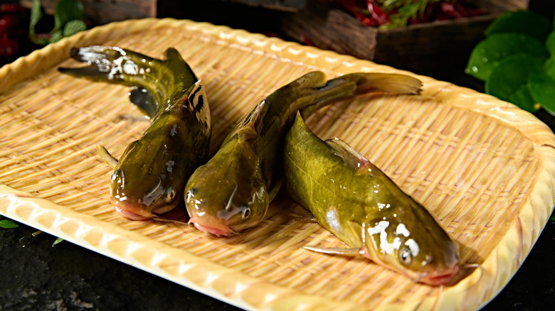 Freshwater yellow catfish