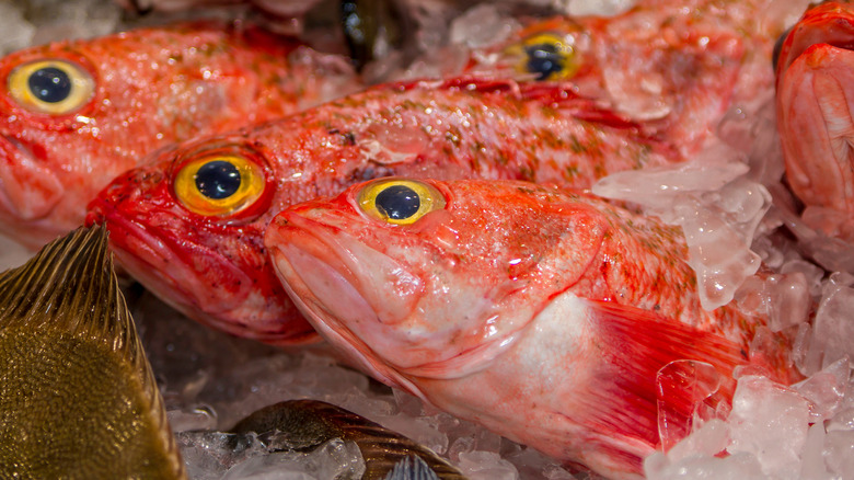 Orange roughy on ice