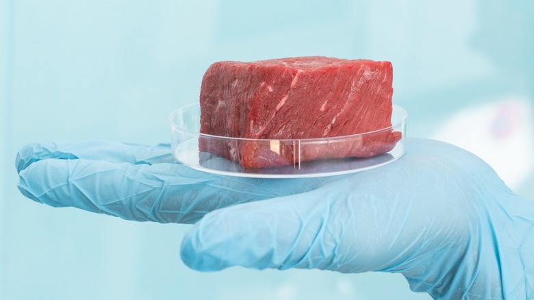 Meat in a petrie dish in gloved hand