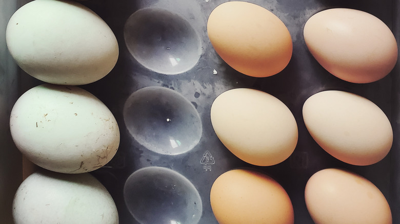 Duck versus chicken eggs in container