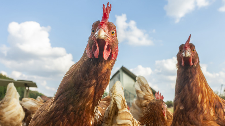 A group of chickens.