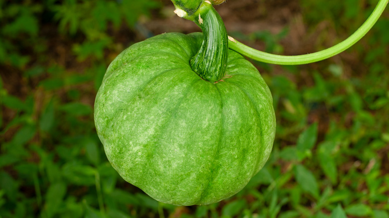unripe pumpkin on vine