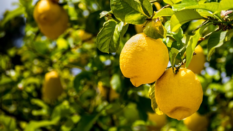 ripe lemons hanging on lemon tree