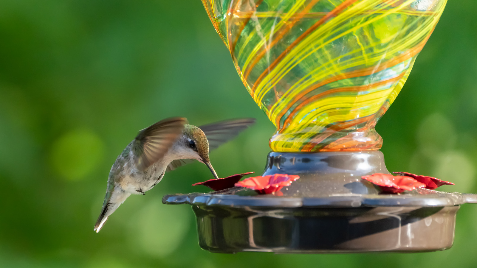 <a href="https://www.foodrepublic.com/1930303/attract-humming-birds-classic-apple-peels/" target="_blank">Chop Up These Classic Fruit Peels To Attract Hummingbirds To Your Yard</a>
