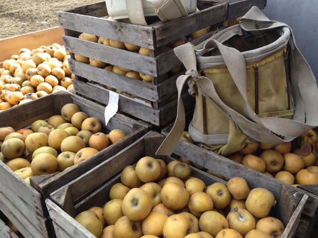 golden russet crates bag