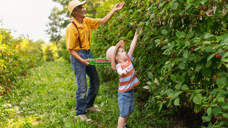 Man and child picking berries on a farm