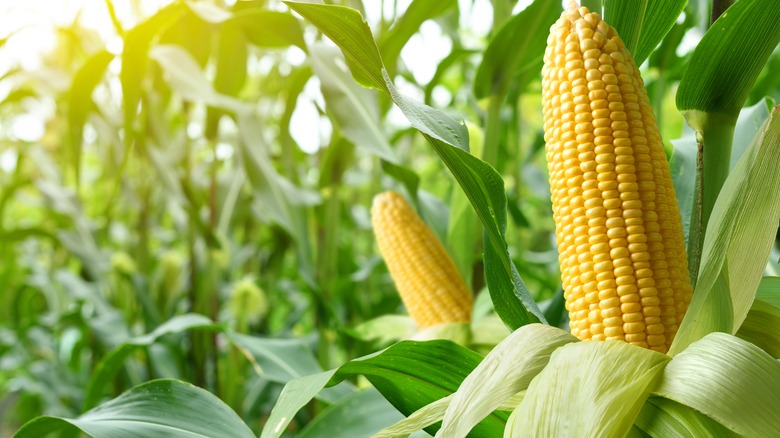 Corn growing in corn field