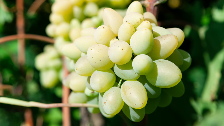 Cotton candy grapes on the vine