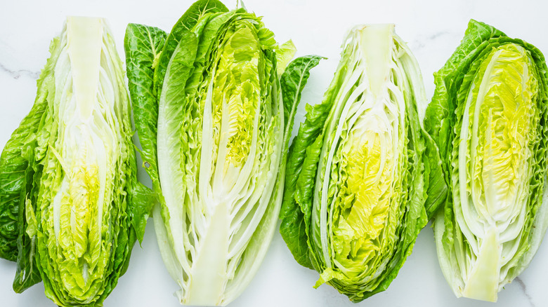 Group of romaine hearts on marble countertop