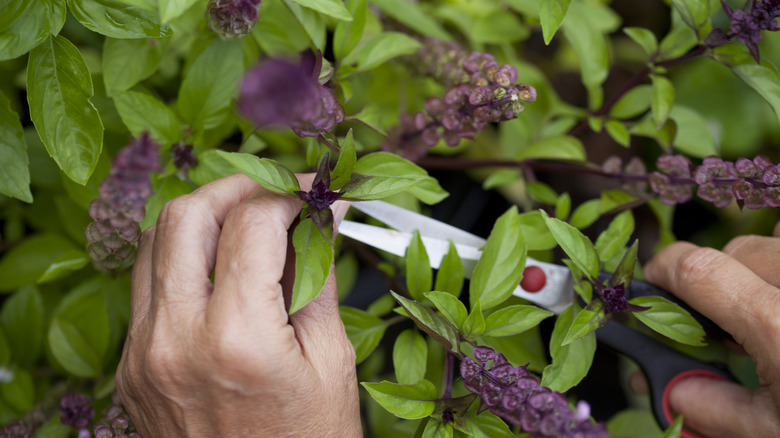 Hands cutting Thai basil plant