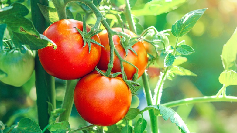 Healthy tomato plant with red ripe tomatoes