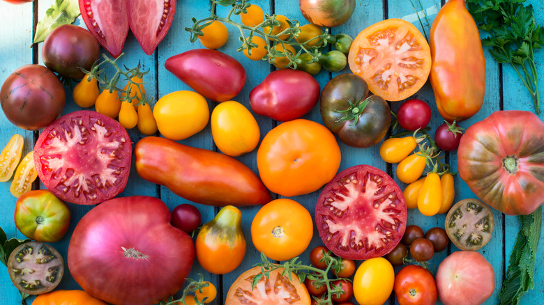 A large variety of tomatoes in different colors and sizes