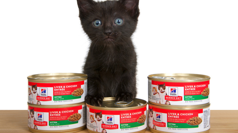 A kitten poses with cans of Hill's Science Diet kitten food.