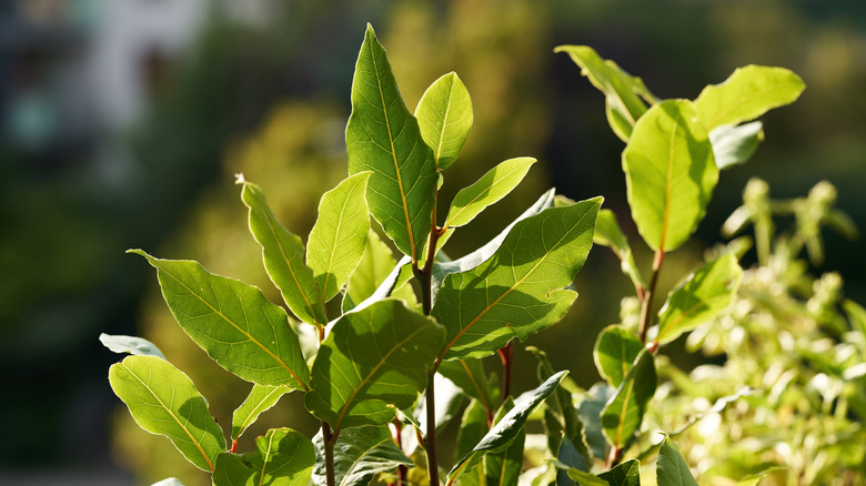 Fresh bay leaves grow on a bay laurel tree outside in the sunshine
