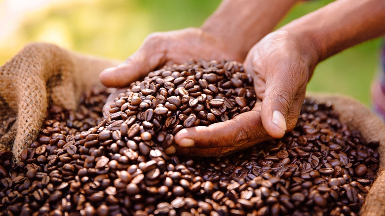 Person holding coffee beans