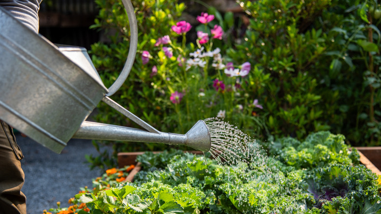 Gardener watering leafy green vegetables