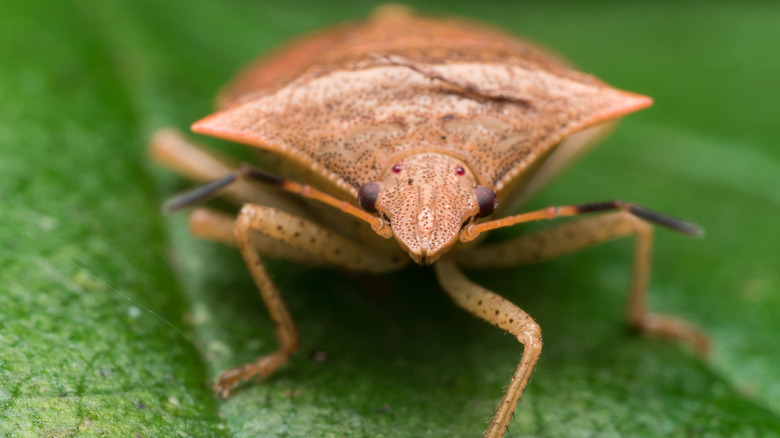 stink bug on leaf