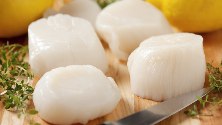 raw scallops on counter