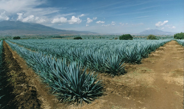 Agave-FieldsEdit