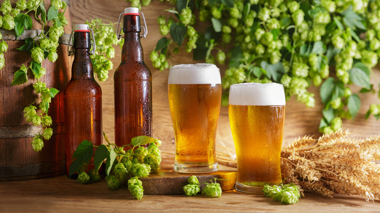 Beer in glasses and bottles surrounded by hops and grain