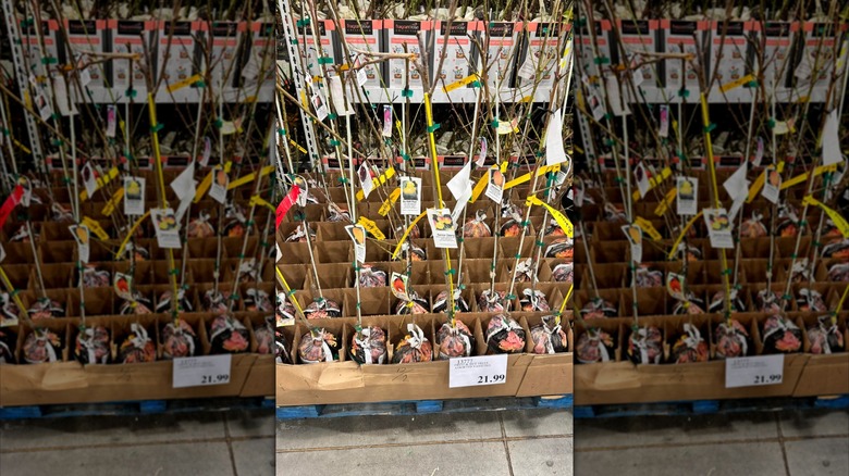 Variety of fruit trees being sold at a store