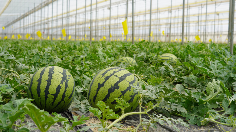 Growing watermelons in a field
