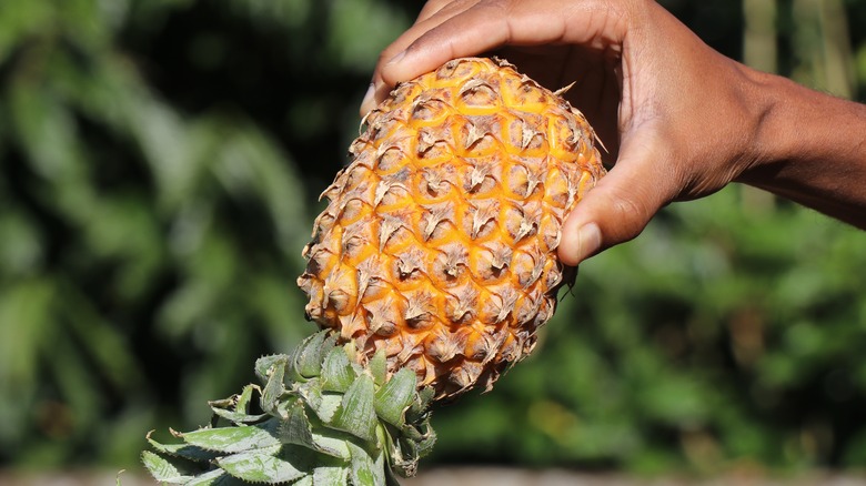 Hand holding an upside down pineapple